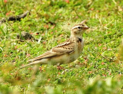 Mongolian Short-toed Lark