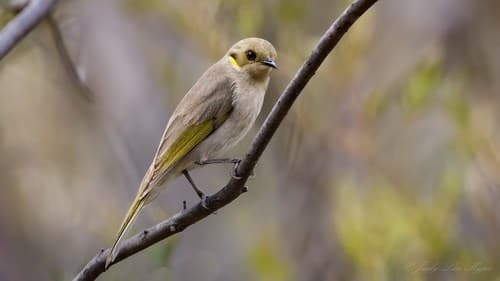 Fuscous Honeyeater