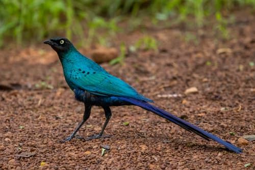 Long-tailed Glossy Starling
