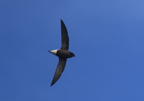Brown-backed Needletail