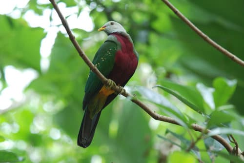 Wompoo Fruit Dove