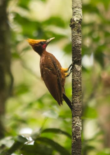 Chestnut Woodpecker