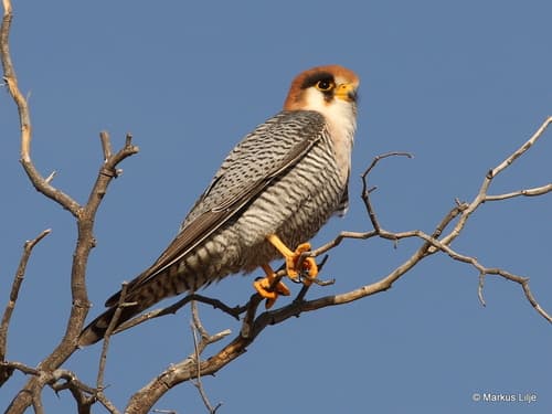 Red-necked Falcon