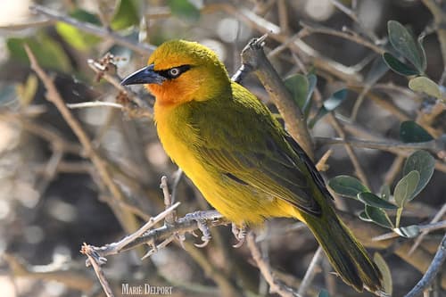 Spectacled Weaver