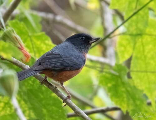 Cinnamon-bellied Flowerpiercer