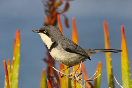 Bar-throated Apalis