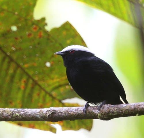 White-crowned Manakin