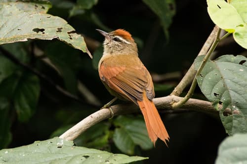 Pallid Spinetail