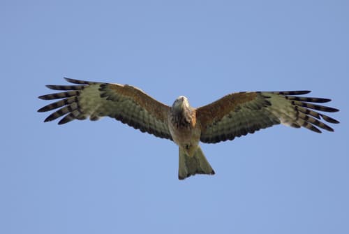 Square-tailed Kite