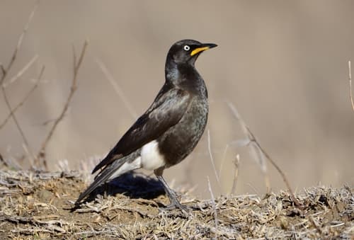 African Pied Starling