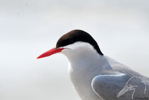 Arctic Tern