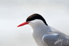 Arctic Tern