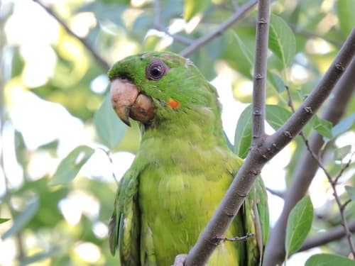 Green Parakeet