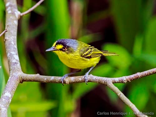 Gray-headed Tody-Flycatcher