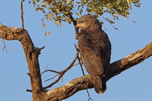 Western Banded Snake-Eagle