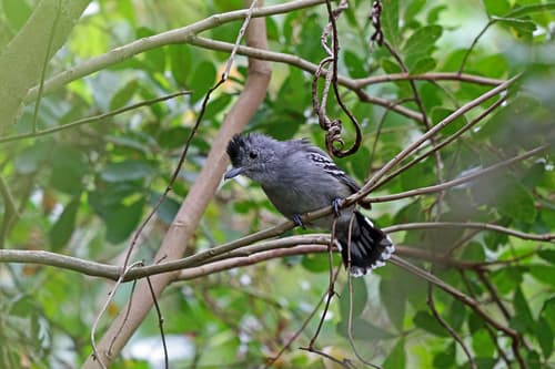 Sooretama Slaty-Antshrike