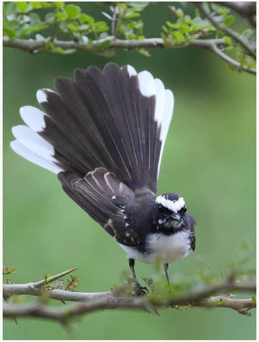 White-browed Fantail