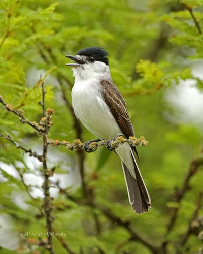White-naped Xenopsaris