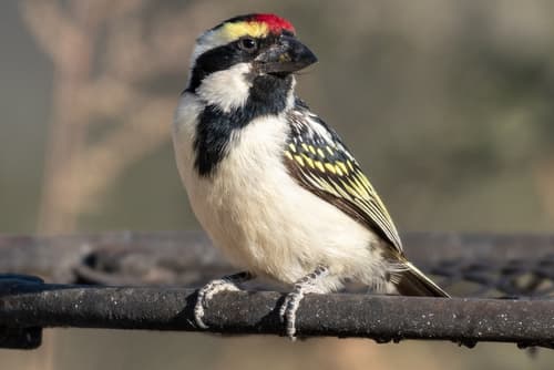 Acacia Pied Barbet