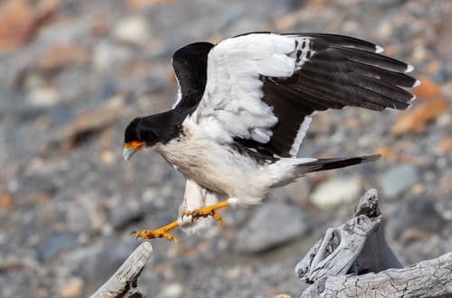 White-throated Caracara