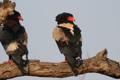 Bateleur