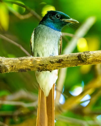 Amur Paradise-Flycatcher
