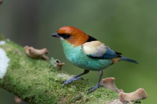 Black-backed Tanager