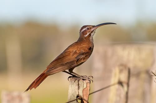 Scimitar-billed Woodcreeper