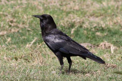 Cape Crow
