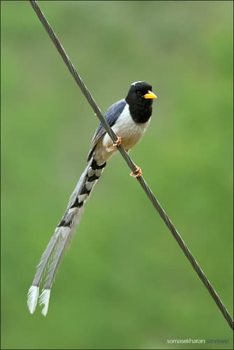 Yellow-billed Blue-Magpie