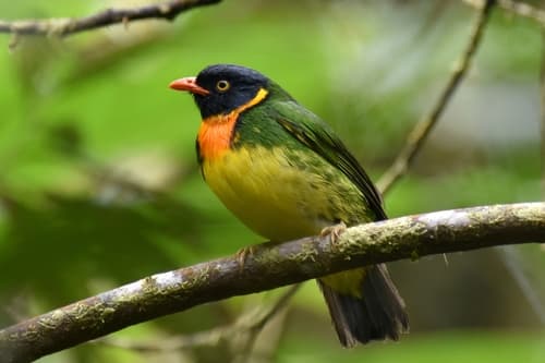 Orange-breasted Fruiteater