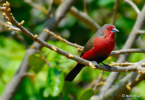 African Firefinch