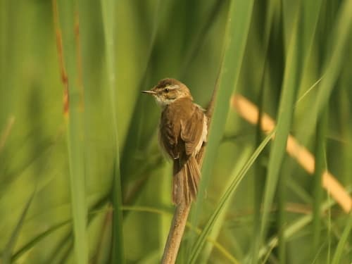 Paddyfield Warbler