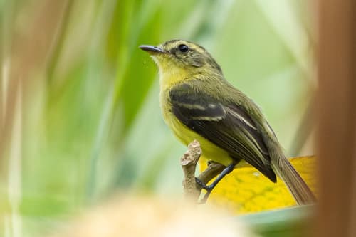 Yellow Tyrannulet