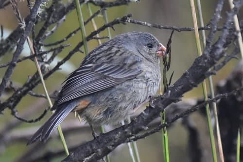 Plain-colored Seedeater