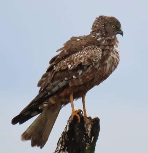 African Marsh Harrier