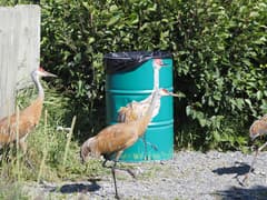 Sandhill Crane