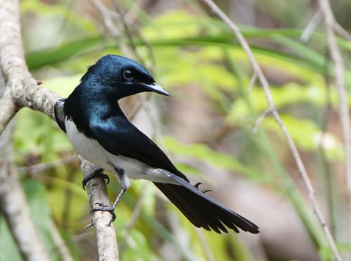 Satin Flycatcher