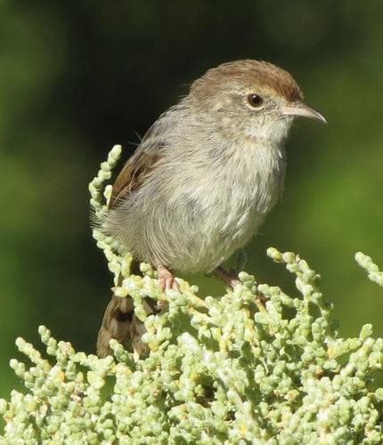 Gray-backed Cisticola