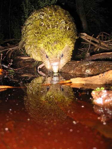 Kakapo