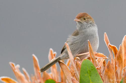Piping Cisticola