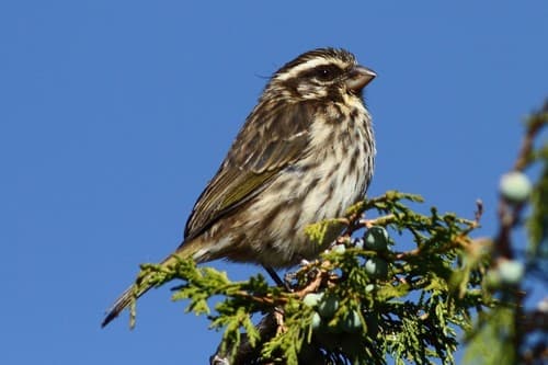 Streaky Seedeater