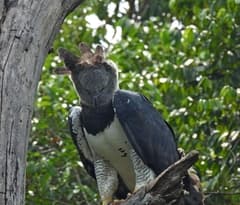 Harpy Eagle