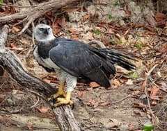 Harpy Eagle