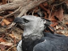 Harpy Eagle