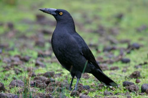 Black Currawong