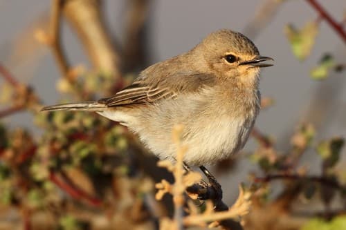 African Gray Flycatcher