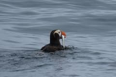 Tufted Puffin