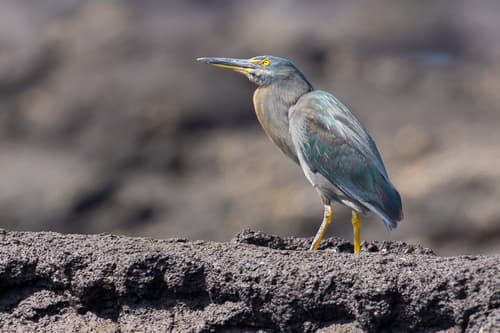 Lava Heron