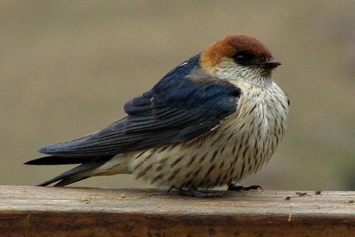 Greater Striped Swallow